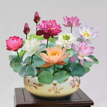 💐Chikalabs The Sacred Bonsai Bowl Lotus Flower