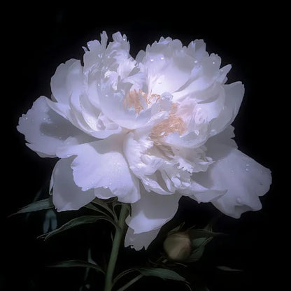 🔥🌺THE QUEEN OF FLOWERS—CHIKALABS DOUBLE PETALED PIANI