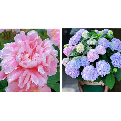 🔥🌺THE QUEEN OF FLOWERS—CHIKALABS DOUBLE PETALED PIANI