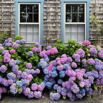 💥Chikalabs Outdoor Garden Decor Artificial Hydrangea Flowers💐