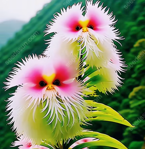 🌱Chikalabs Cat Face Flower Seeds