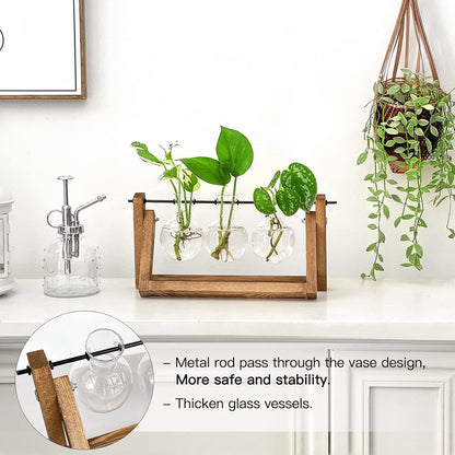 Chikalabs Plant Propagation Swing Stations Glass Terrarium