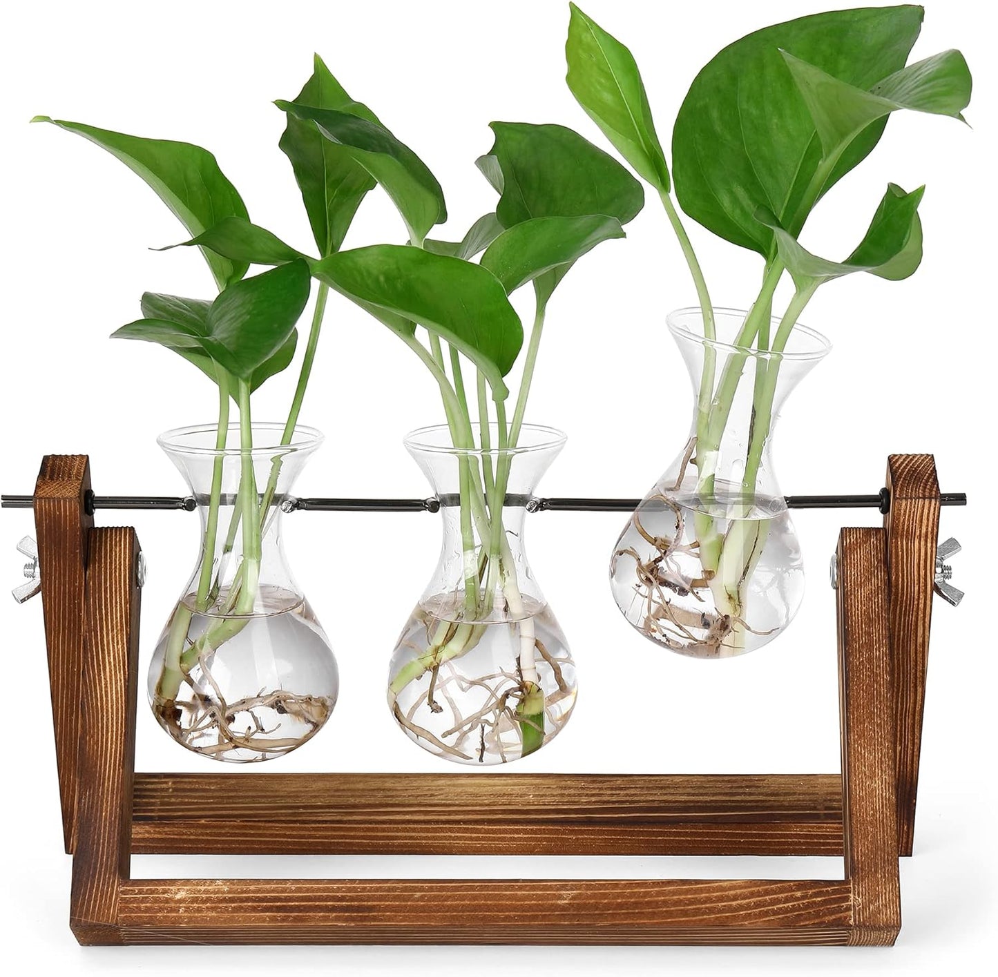 Chikalabs Plant Propagation Swing Stations Glass Terrarium