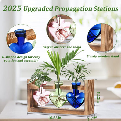 Chikalabs Colorful Plant Propagation Stations Glass Terrarium