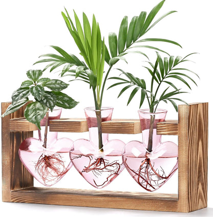 Chikalabs Colorful Plant Propagation Stations Glass Terrarium