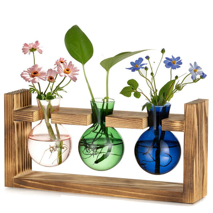 Chikalabs Round Bottle Plant Propagation Stations Glass Terrarium