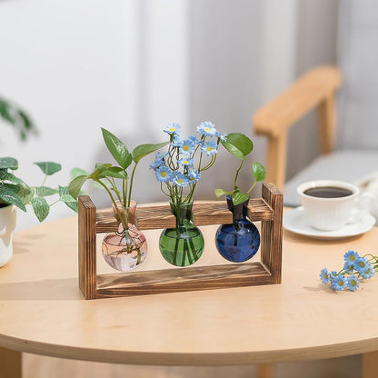 Chikalabs Colorful Plant Propagation Stations Glass Terrarium