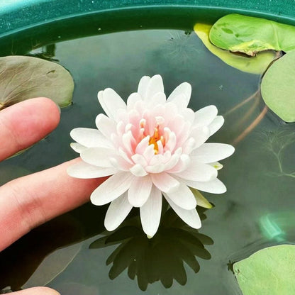 💐Chikalabs The Sacred Bonsai Bowl Lotus Flower